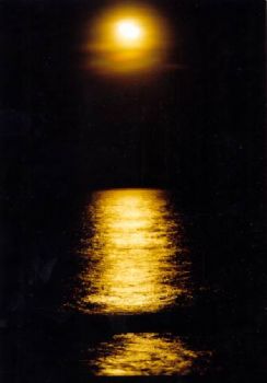 This picture was taken on a whim.  I was out one night a ... by Robyn Lynn Churchill 